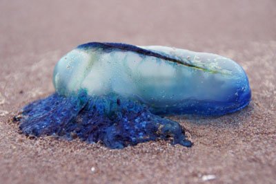 Portuguese Man of War 