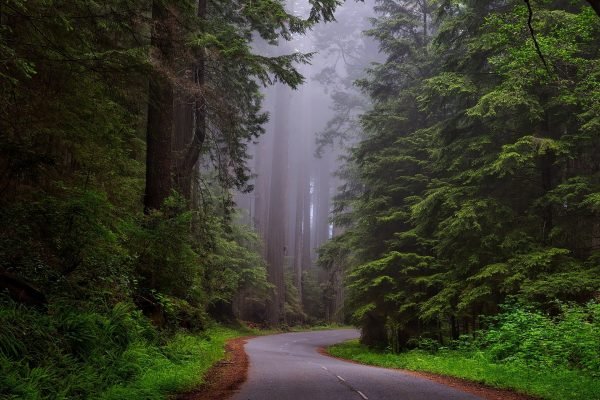 Redwood Forest - Bucket List