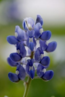 Texas Bluebonnet