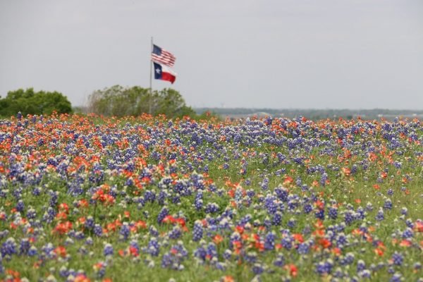 Texas Bluebonnet with Texas Flag