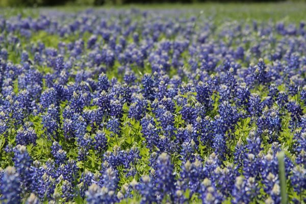 Texas Bluebonnets